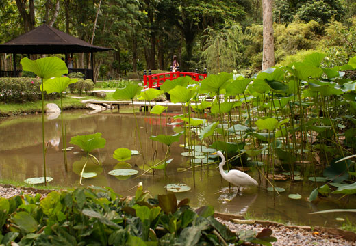 Tour Floresta da Tijuca e Jardim Botânico