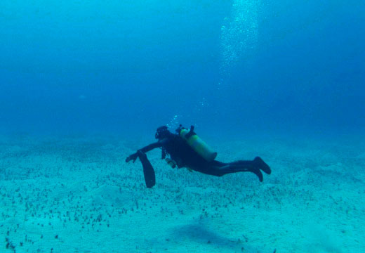 Mergulho em Arraial do Cabo