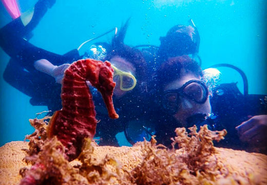 Mergulho em Búzios