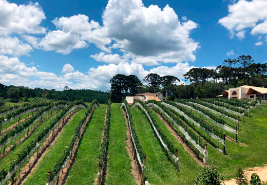 Passeio Circuito do Vinho
