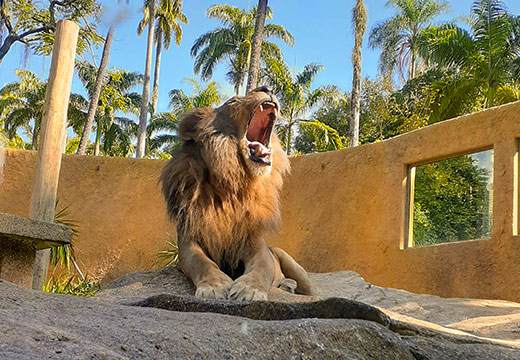 Ingresso BioParque do Rio